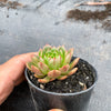Echeveria 'Bini Gesseru'