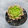 Echeveria 'Bini Gesseru'