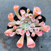 Echeveria 'Trumpet Pinky'