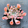 Echeveria 'Trumpet Pinky'