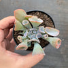 Echeveria 'Trumpet Pinky'