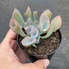 Echeveria 'Trumpet Pinky'