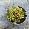 Echeveria 'Bini Gesseru'