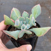 Echeveria 'Trumpet Pinky'