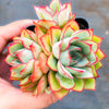Echeveria Moon Gadnis (aka Ech. Moon Goddess)