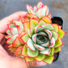 Echeveria Moon Gadnis (aka Ech. Moon Goddess)