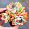 Echeveria Moon Gadnis (aka Ech. Moon Goddess)