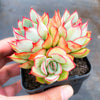 Echeveria Moon Gadnis (aka Ech. Moon Goddess)