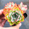 Echeveria Moon Gadnis (aka Ech. Moon Goddess)