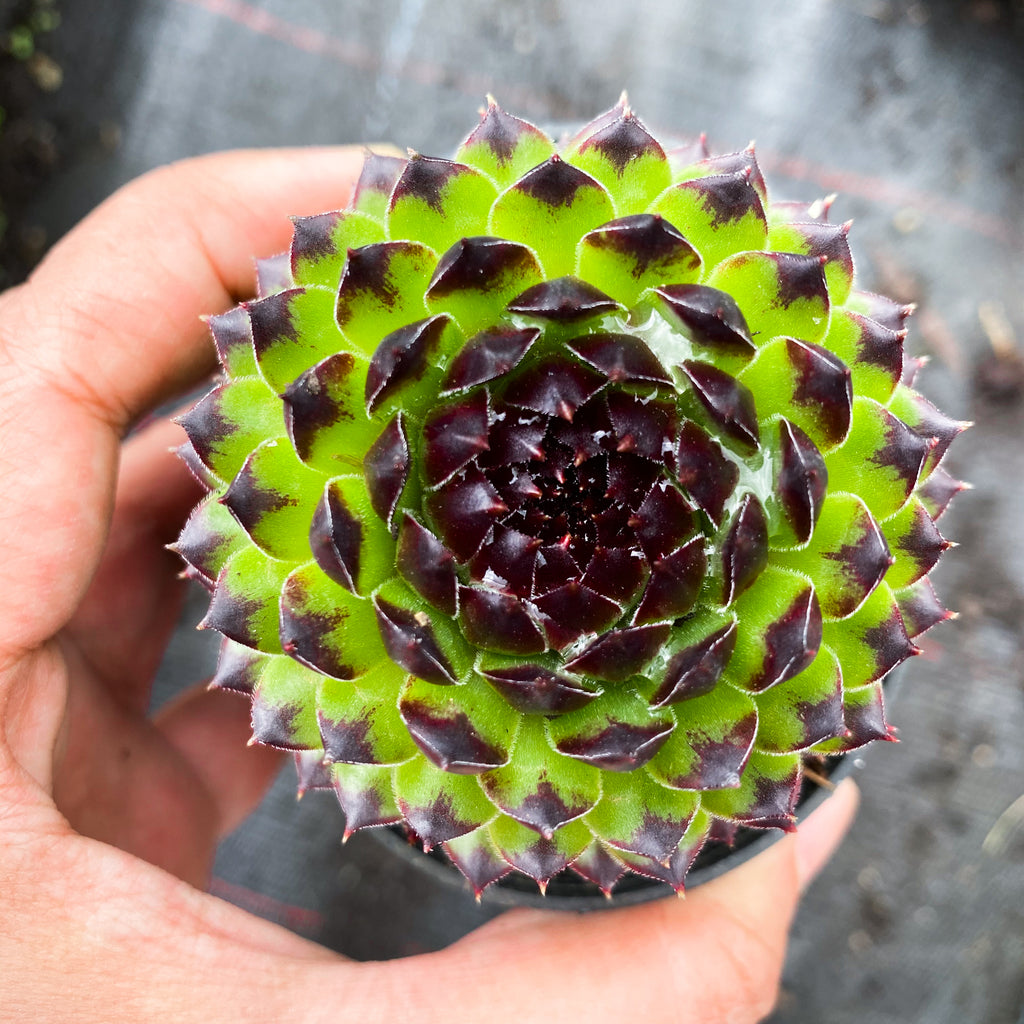 Sempervivum cantabricum 'Reinhardt' (w/pup)