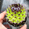 Sempervivum cantabricum 'Reinhardt' (w/pup)