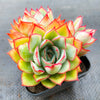 Echeveria Moon Gadnis (aka Ech. Moon Goddess)