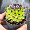 Sempervivum cantabricum 'Reinhardt' (w/pup)