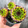 Sempervivum cantabricum 'Reinhardt' (w/pup)