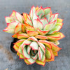 Echeveria Moon Gadnis (aka Ech. Moon Goddess)