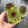 Sempervivum cantabricum 'Reinhardt' (w/pup)