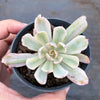 Echeveria zahnii var. 'Hoveyi'