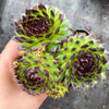 Sempervivum cantabricum 'Reinhardt' (w/pup)
