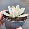 Echeveria zahnii var. 'Hoveyi'