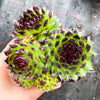 Sempervivum cantabricum 'Reinhardt' (w/pup)