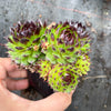Sempervivum cantabricum 'Reinhardt' (w/pup)