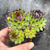 Sempervivum cantabricum 'Reinhardt' (w/pup)