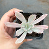 Echeveria zahnii var. 'Hoveyi'