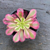Aeonium 'Mardi Gras'