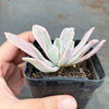 Echeveria zahnii var. 'Hoveyi'