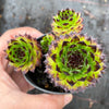 Sempervivum cantabricum 'Reinhardt' (w/pup)