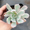 Echeveria zahnii var. 'Hoveyi'