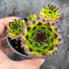 Sempervivum cantabricum 'Reinhardt' (w/pup)