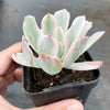 Echeveria zahnii var. 'Hoveyi'