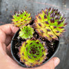 Sempervivum cantabricum 'Reinhardt' (w/pup)