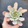 Echeveria zahnii var. 'Hoveyi'