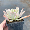 Echeveria zahnii var. 'Hoveyi'