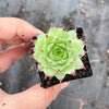 Sempervivum calcareum 'Limelight'