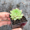 Sempervivum calcareum 'Limelight'