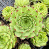 Sempervivum calcareum 'Limelight'