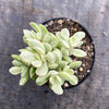 Crassula rogersii variegata