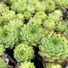 Sempervivum calcareum 'Limelight'