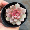 Echeveria 'Love me'