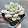 Echeveria 'Love me'