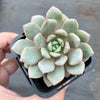 Echeveria 'Love me'