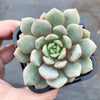 Echeveria 'Love me'