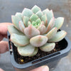 Echeveria 'Love me'
