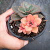 Echeveria Chroma