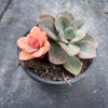 Echeveria Chroma