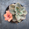 Echeveria Chroma