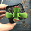 Cotyledon sp.